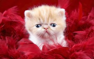 cat2