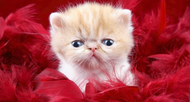 cat2