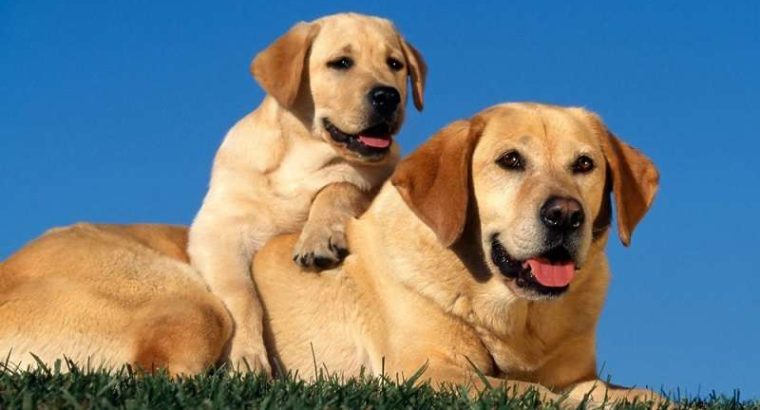 dog2