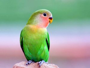 parrot 1