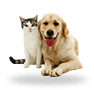 pets