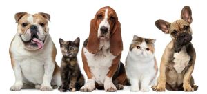 Clinica Veterinaria