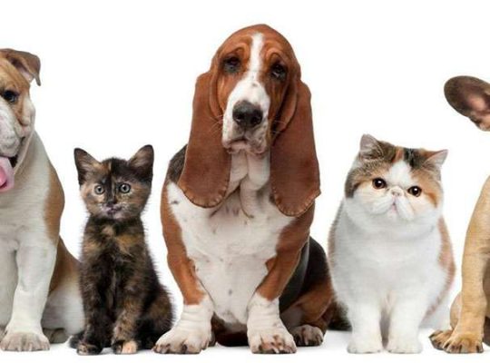 Veterinaria Playa Pascual