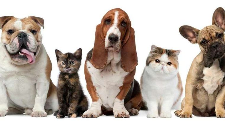 Veterinaria Playa Pascual